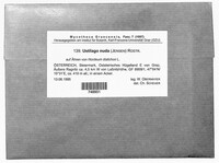 Ustilago nuda image